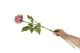 K&uuml;nstliche Rose Rosa 3