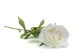 Rose artificielle Blanc 2