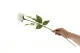 Rose artificielle Blanc 3