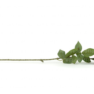 K&uuml;nstliche Rose - Vanille