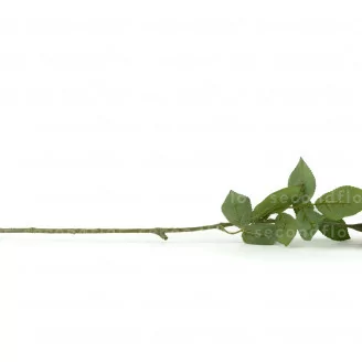 K&uuml;nstliche Rose Vanille