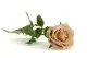 K&uuml;nstliche Rose Vanille 2