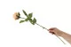 K&uuml;nstliche Rose Vanille 3