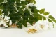 Glycine artificielle Blanc 6