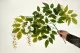 Glycine artificielle Blanc 3