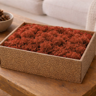 Lichen Stabilis&eacute; - Creabox M - Orange