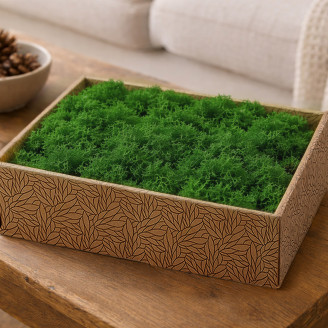 Lichene preservato - Creabox M - Nature Green