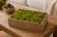 Liquen preservado Medium Green (Creabox M) 1