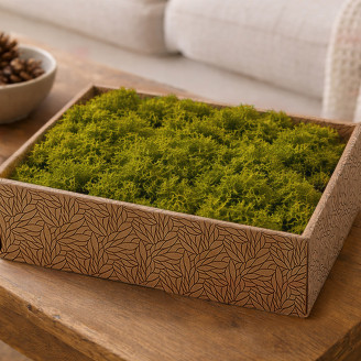 Lichene stabilizzato - Creabox M - Medium Green