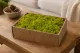 Preserved Reindeer Moss Lime Green (Creabox M) 1
