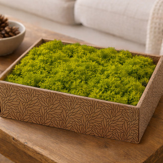 Lichene preservato - Creabox M - Lime Green