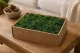 Lichene stabilizzato Forest Green (Creabox M) 1