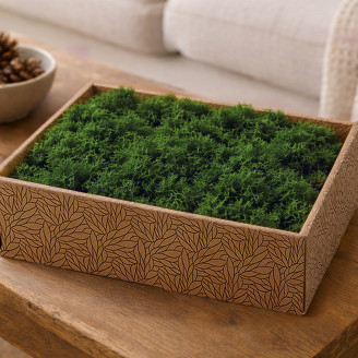 Liquen preservado - Creabox M - Forest Green