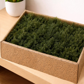 Air Fern preservato - Creabox M - Nature Green