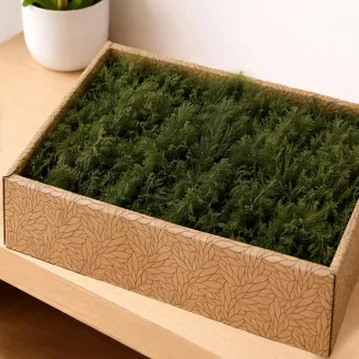 Air Fern stabilizzato Nature Green (Creabox M)