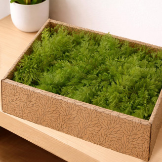 Air Fern konserviert - Creabox M - Light Green
