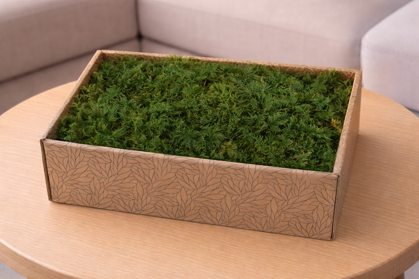 Muschio di felce preservato - Creabox M - Verde