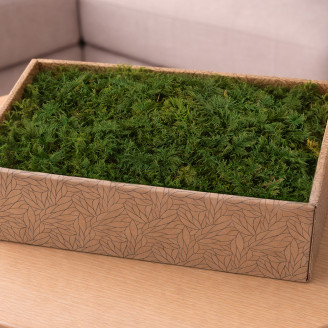 Muschio di felce preservato - Creabox M - Verde