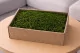 Konservierte Langes Moos (Creabox M) 1