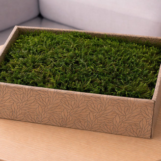 Musgo Longo preservado - Creabox M - Verde
