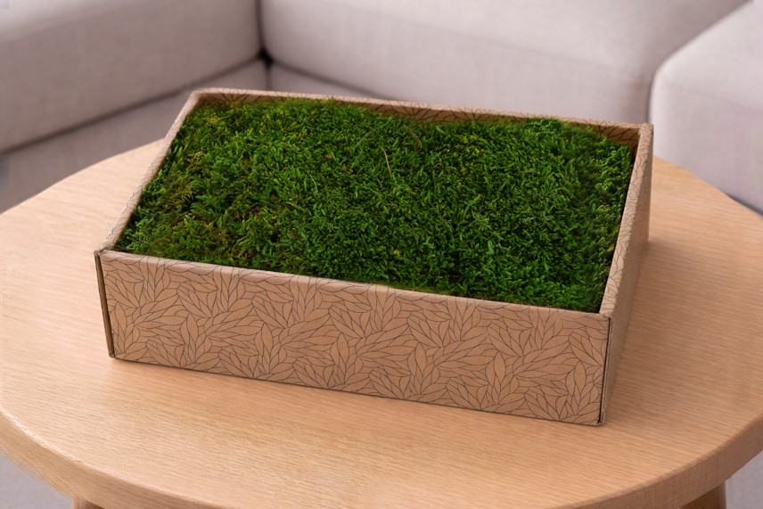 Muschio piatto preservato - Creabox M - Verde