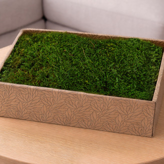 Muschio piatto preservato - Creabox M - Verde