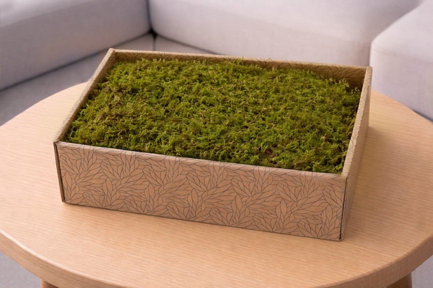 Muschio di roccia stabilizzato - Creabox M - Verde