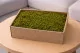 Muschio di Roccia stabilizzato (Creabox M) 1