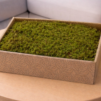 Muschio di roccia stabilizzato - Creabox M - Verde
