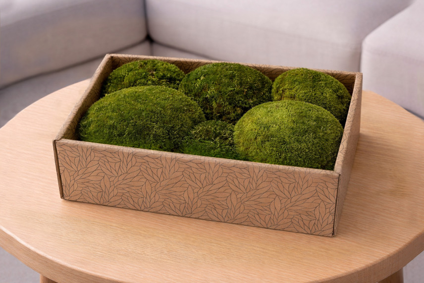 Muschio a sfera preservato - Creabox M - Nature Green