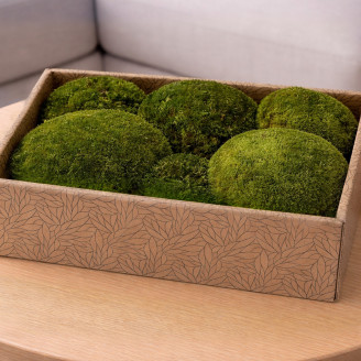 Muschio a sfera preservato - Creabox M - Nature Green