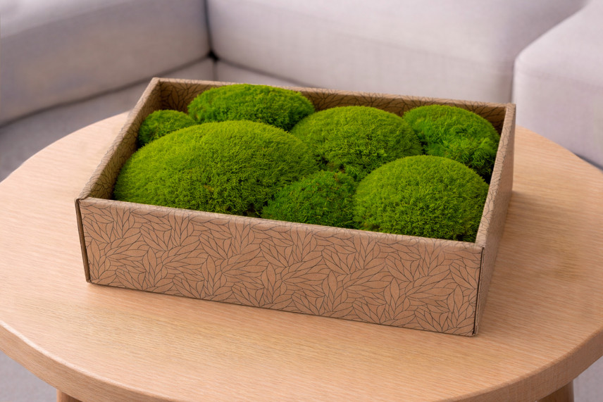 Muschio a sfera preservato - Creabox M - Light Green