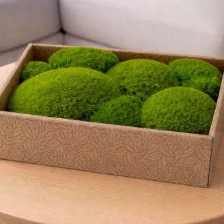 Konservierte Kugelmoos Light Green (Creabox M)