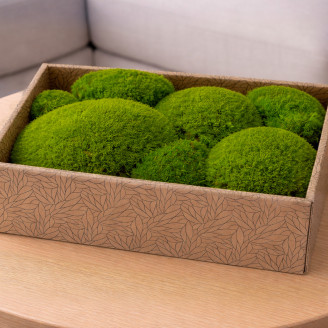 Muschio a sfera preservato - Creabox M - Light Green