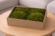 Mood Moss Nature Green stabilis&eacute;e (Creabox M) 1