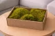 Hair Moss preservado (Creabox M) 1