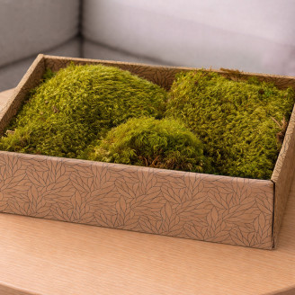 Hair Moss preservado - Creabox M - Light Green