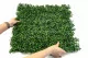 Artificial Boxwood Panel 4