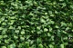 Artificial Boxwood Panel 5