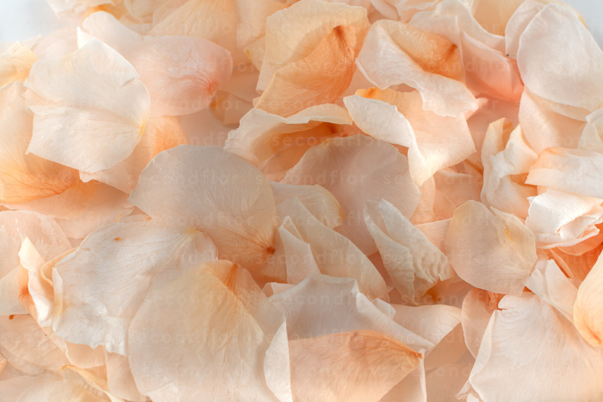 Rosenbl&auml;tter stabilisiert - Rosa