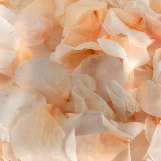 Rosenbl&auml;tter konserviert - Rosa