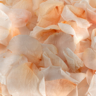 Rosenbl&auml;tter stabilisiert - Rosa