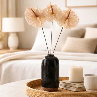 Preserved Anthurium Champagne (x3)