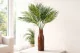 Palme d&rsquo;Areca artificielle - Ignifug&eacute;e 1
