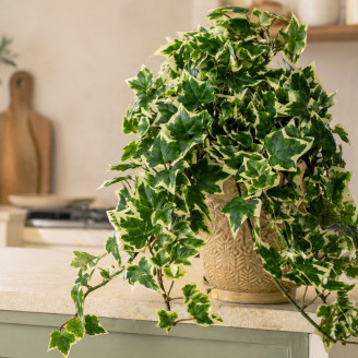 Artificial Ivy - Variegated Green