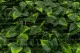 Plaque de Feuillage Artificiel Vert Bicolore 5