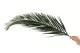 Hoja de Palmera Phoenix preservada 4
