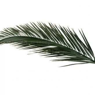 Preserved Phoenix Palm Leaf