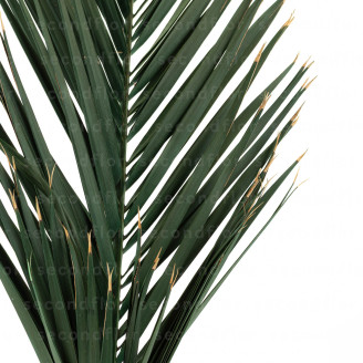 Palme de Phoenix stabilis&eacute;e - Vert