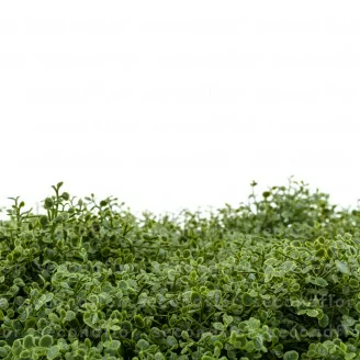 K&uuml;nstliche Helxine-Platte